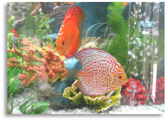 l'acquario della sala d'aspetto dello studio minutella di Bagheria l'acquario della sala d'aspetto dello studio minutella di Bagheria